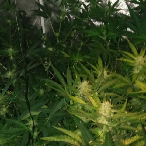 Gorilla cookies auto growlog timeline photo