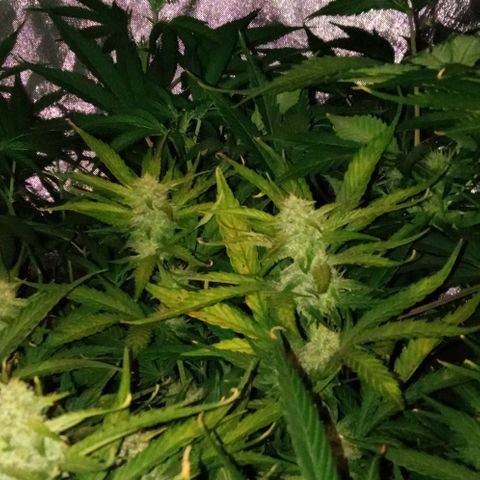 Gorilla cookies auto growlog timeline photo