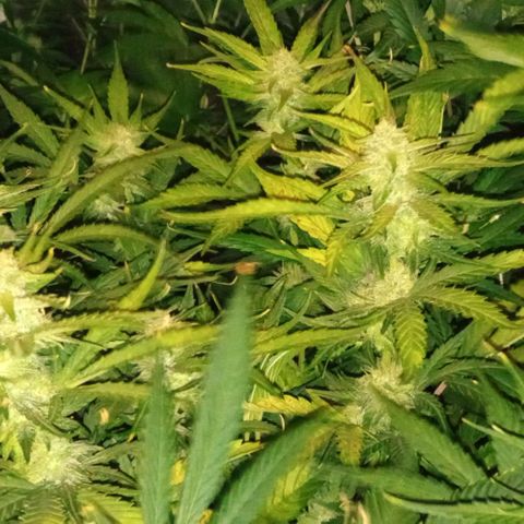 Gorilla cookies auto growlog timeline photo