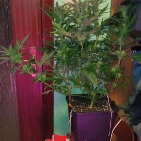 Gorilla cookies auto growlog timeline photo