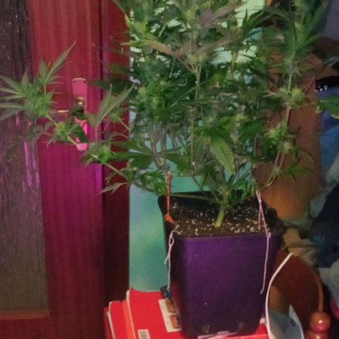 Gorilla cookies auto growlog timeline photo