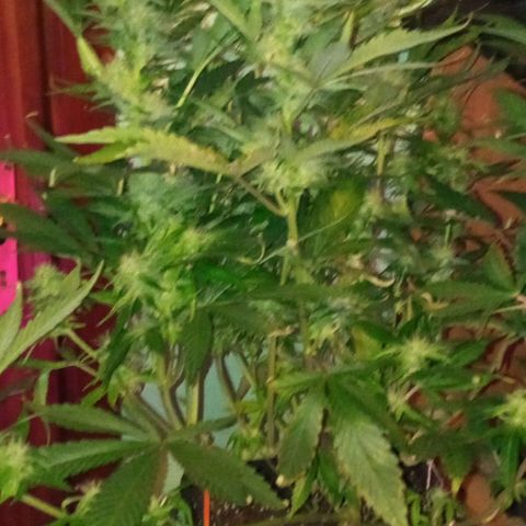 Gorilla cookies auto growlog timeline photo