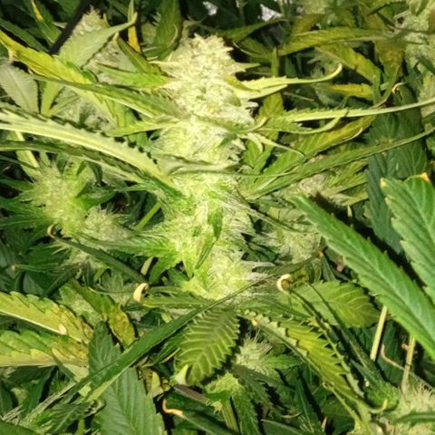 Gorilla cookies auto growlog timeline photo