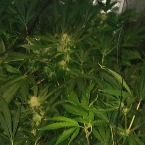 Gorilla cookies auto growlog timeline photo