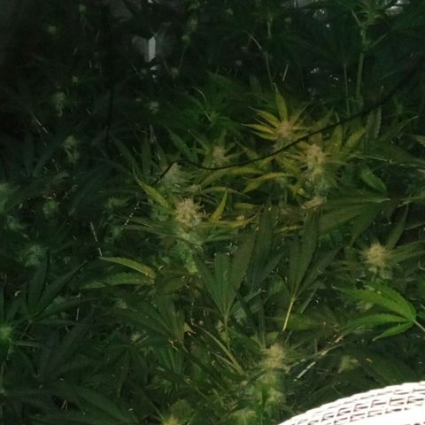 Gorilla cookies auto growlog timeline photo