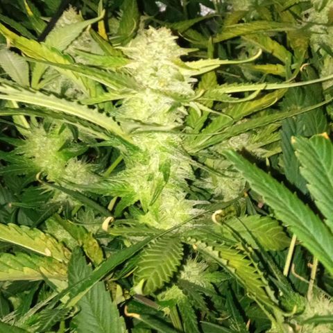 Gorilla cookies auto growlog timeline photo