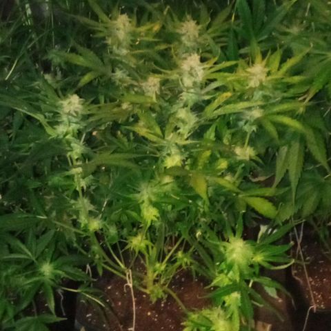 Gorilla cookies auto growlog timeline photo