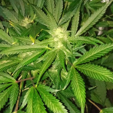 Gorilla cookies auto growlog timeline photo