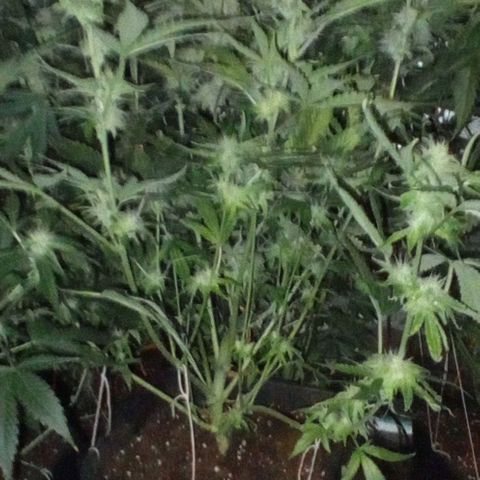 Gorilla cookies auto growlog timeline photo
