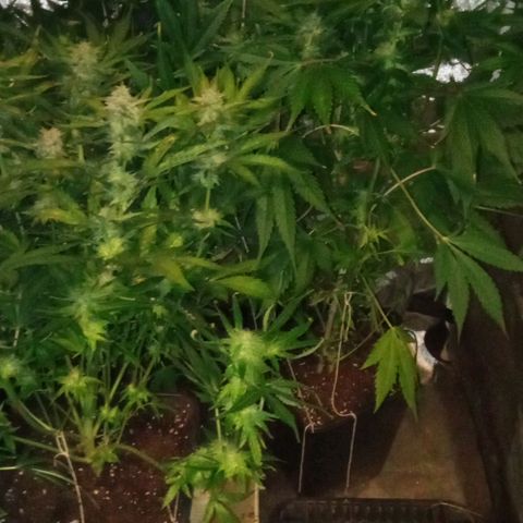 Gorilla cookies auto growlog timeline photo