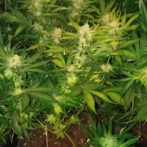 Gorilla cookies auto growlog timeline photo
