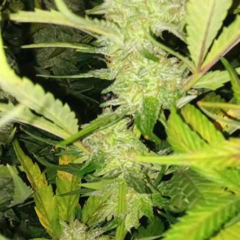 Gorilla cookies auto growlog timeline photo