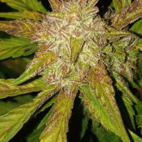 Gorilla cookies auto growlog timeline photo
