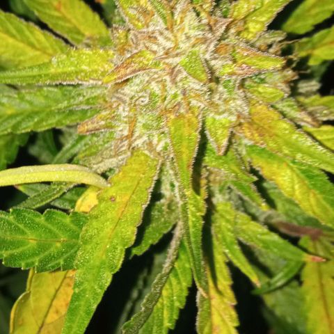 Gorilla cookies auto growlog timeline photo