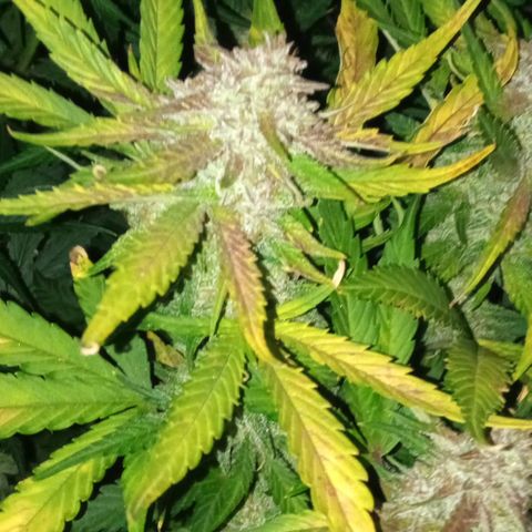Gorilla cookies auto growlog timeline photo