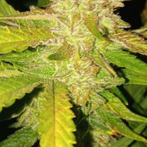 Gorilla cookies auto growlog timeline photo