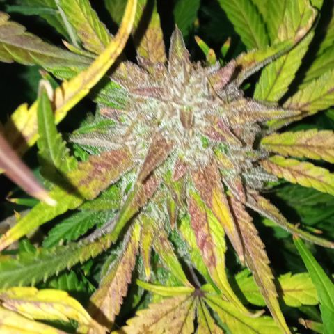 Gorilla cookies auto growlog timeline photo