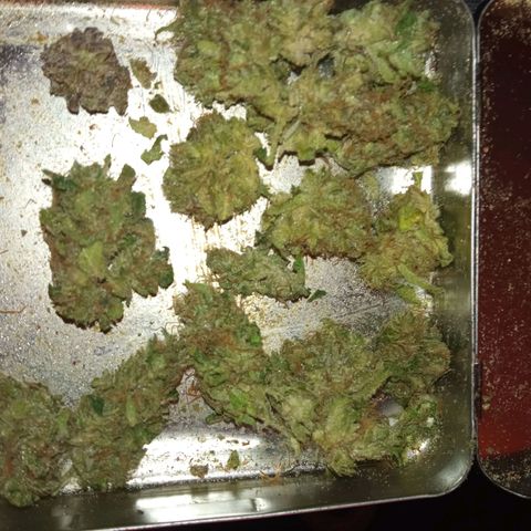 Gorilla cookies auto growlog timeline photo