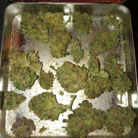 Gorilla cookies auto growlog timeline photo