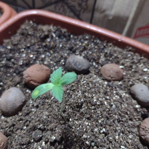 Gorilla zkittlez growlog photo: Tá fluindo aos poucos , hoje vou efetuar uma rega só na água por enquanto 