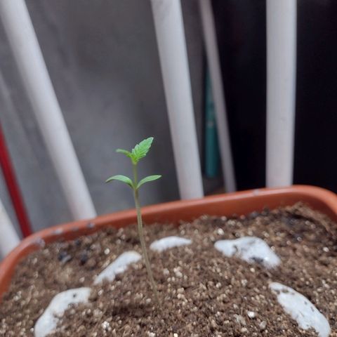 Durbon poison  growlog photo: Aos poucos vai se desenvolvendo tô levando no outdoor quando escurecer eu usa uma lampada de 70w , logo vou levar no refletor de 200w 5600k 