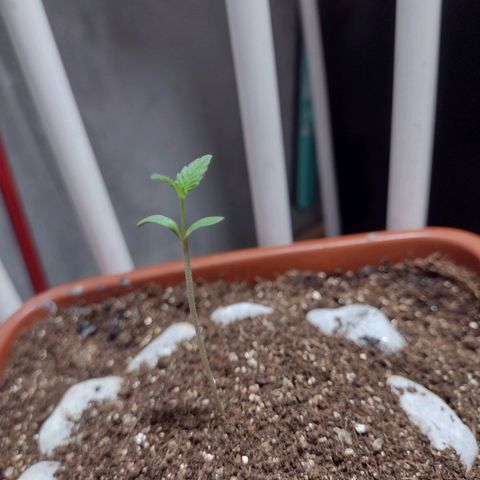 Durbon poison  growlog photo: Aos poucos vai se desenvolvendo tô levando no outdoor quando escurecer eu usa uma lampada de 70w , logo vou levar no refletor de 200w 5600k 