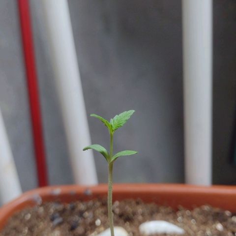 Durbon poison  growlog photo: Esticando cada vez mais o caule 
