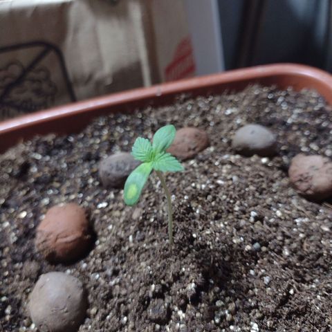 Gorilla zkittlez growlog photo: Folhas largas , uma grande indica vem pela frente 