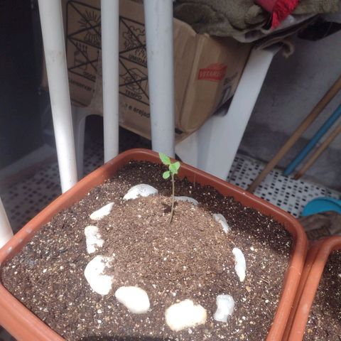 Durbon poison  growlog timeline photo