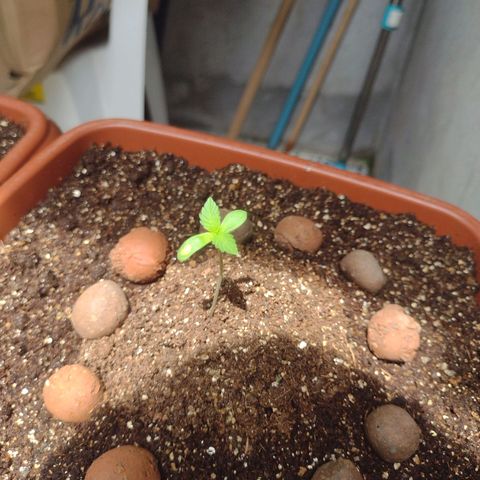 Gorilla zkittlez growlog timeline photo