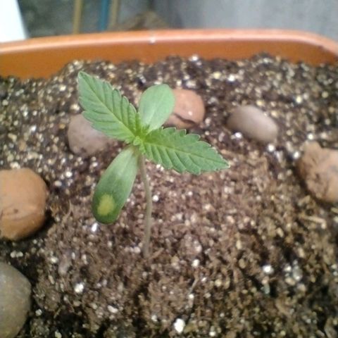 Gorilla zkittlez growlog photo: Crescendo cada dia que passa , tudo indo perfeitamente, próxima rega vai ser com 2 ml de fertilizante, genetics fertilizante