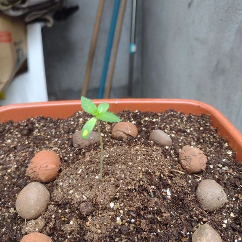 Gorilla zkittlez growlog photo: Crescendo cada dia que passa , tudo indo perfeitamente, próxima rega vai ser com 2 ml de fertilizante, genetics fertilizante