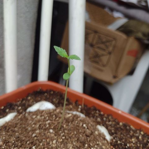 Durbon poison  growlog photo: Daqui pra amanhã já começar a crescer mais uma folinhinha no meio, a câmera do meu celular é muito ruim pra focar. a próxima rega vai ser efetuada com fertilizante 2 ml apenas 