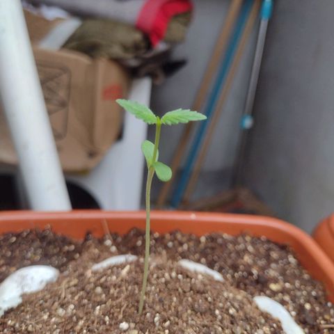 Durbon poison  growlog photo: Daqui pra amanhã já começar a crescer mais uma folinhinha no meio, a câmera do meu celular é muito ruim pra focar. a próxima rega vai ser efetuada com fertilizante 2 ml apenas 