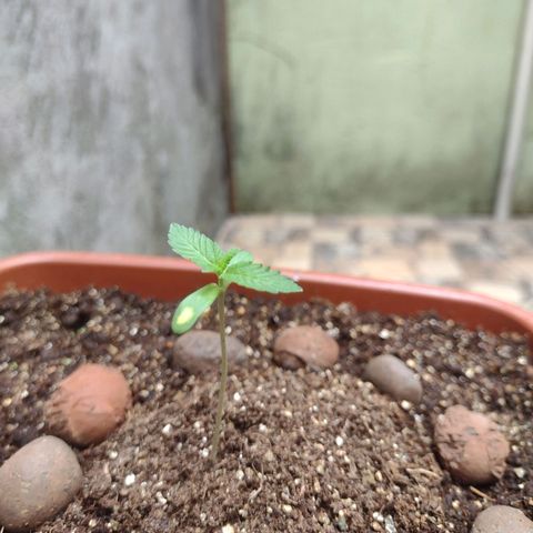Gorilla zkittlez growlog photo: Linda se desenvolvendo perfeitamente próxima régua vai ser com fert