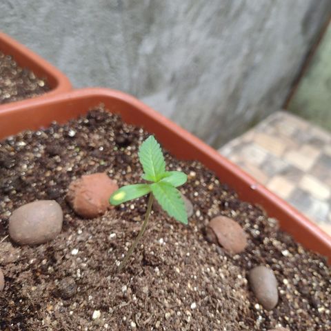 Gorilla zkittlez growlog photo: Linda se desenvolvendo perfeitamente próxima régua vai ser com fert
