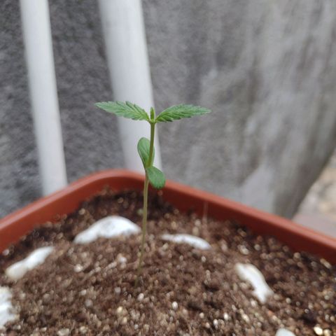 Gorilla zkittlez growlog photo: Crescendo brotos novos se desenvolvendo perfeitamente próxima rega com fertilizante 2ml misturar numa garrafa de 2.5l