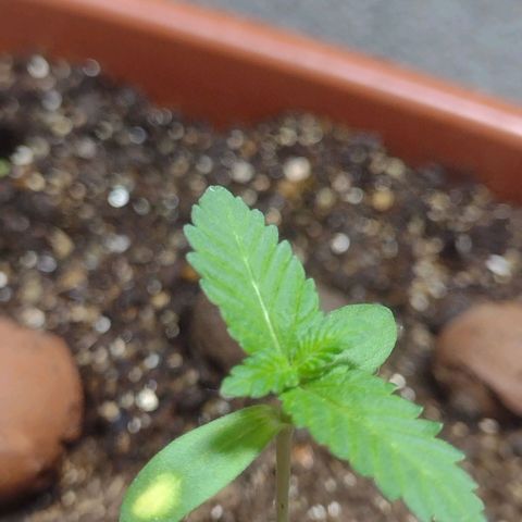 Gorilla zkittlez growlog photo: + 1 par de folhas se formando. Agora com o refletor de 200w vai começar a brincadeira 