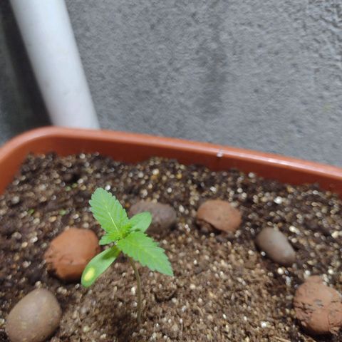 Gorilla zkittlez growlog photo: + 1 par de folhas se formando. Agora com o refletor de 200w vai começar a brincadeira 