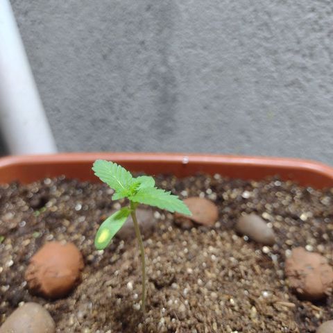 Gorilla zkittlez growlog photo: + 1 par de folhas se formando. Agora com o refletor de 200w vai começar a brincadeira 