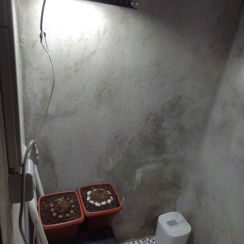 Gorilla zkittlez growlog photo: Vou levar no "indoor" hoje chegou meu refletor de 200w e um umificador 