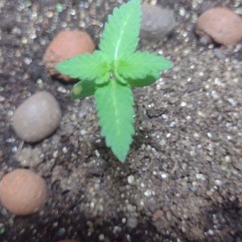 Gorilla zkittlez growlog photo: Próxima rega com fertilizante 