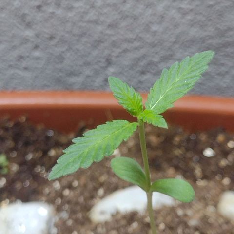 Durbon poison  growlog photo: Vou efetuar a primeira regra com fertilizante