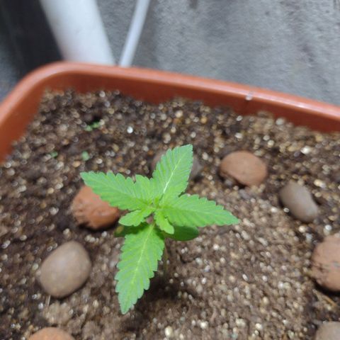 Gorilla zkittlez growlog photo: 2023 abençoado 🙏