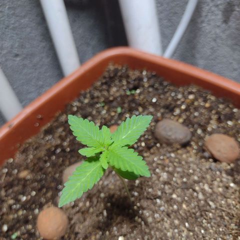 Gorilla zkittlez growlog photo: 2023 abençoado 🙏