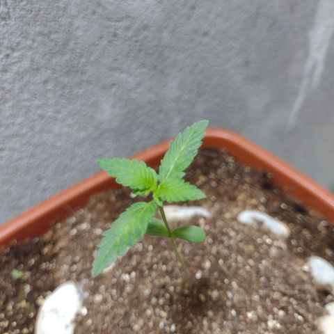 Durbon poison  growlog photo: 2023 abençoado 