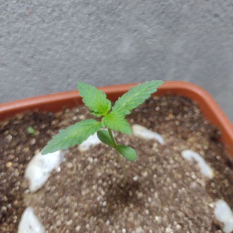 Durbon poison  growlog timeline photo
