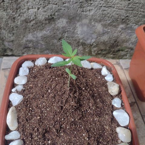 Durbon poison  growlog photo: Solo Carolina soil + humos de minhoca, ainda vou efetuar a primeira rega com fertilizante 