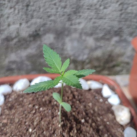Durbon poison  growlog photo: Solo Carolina soil + humos de minhoca, ainda vou efetuar a primeira rega com fertilizante 