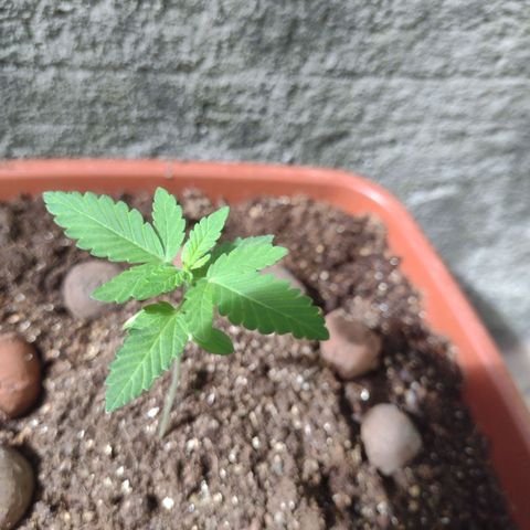 Gorilla zkittlez growlog photo: Carolina soil + humos de minhoca, ainda vou efetuar a primeira rega com fertilizante 